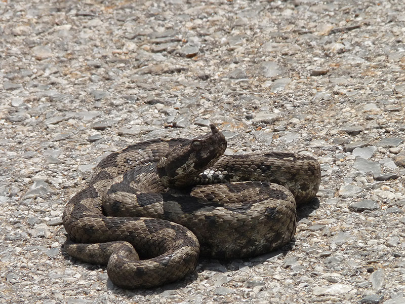 Vipera ammodytes del Monte Ossa (Grecia)